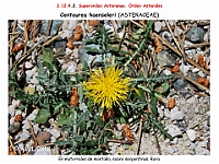 AtlasFlora 5 286-1 Centaurea haenseleri