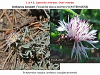 AtlasFlora 5 287 Centaurea boissieri