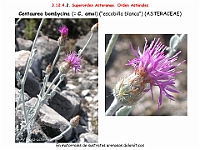 AtlasFlora 5 288 Centaurea bombycina amoi