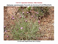 AtlasFlora 5 289 Centaurea carratracensis