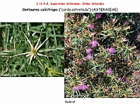 AtlasFlora 5 296 Centaurea calcitrapa