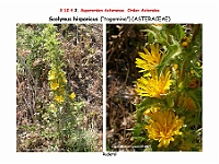 AtlasFlora 5 298 Scolymus hispanicus