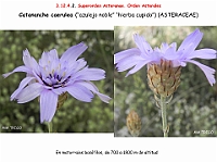 AtlasFlora 5 300 Catananche caerulea