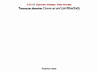 AtlasFlora 5 303 Taraxacum obovatum