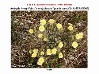AtlasFlora 5 309 Andryala integrifolia