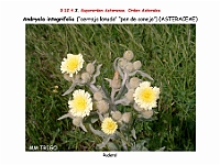 AtlasFlora 5 310 Andryala integrifolia 2