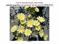 AtlasFlora 5 311 Andryala integrifolia 3