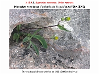 AtlasFlora 5 313 Hieracium texedense