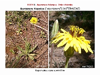 AtlasFlora 5 314 Scorzonera hispanica