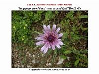 AtlasFlora 5 316 Tragopogon porrifolius
