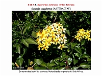 AtlasFlora 5 320 Senecio angulatus