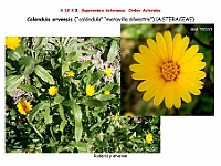 AtlasFlora 5 321 Calendula arvensis