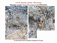 AtlasFlora 5 322-1 Phagnalon saxatile