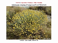 AtlasFlora 5 323 Helichrysum stoechas