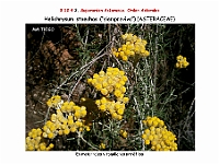AtlasFlora 5 324 Helichrysum stoechas 2