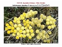 AtlasFlora 5 325 Helichrysum stoechas 3