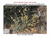 AtlasFlora 5 326 Helichrysum italicum serotinum