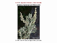 AtlasFlora 5 330 Artemisia barrelieri