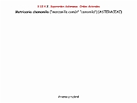 AtlasFlora 5 334 Matricaria chamomila