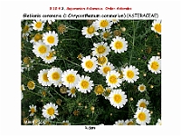 AtlasFlora 5 335 Glebionius coronaria Chrysanthemum coronarium