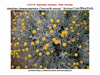 AtlasFlora 5 336 Santolina chamaecyparissus