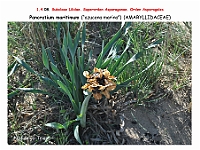 AtlasFlora 1 056Pancratium maritimum 4