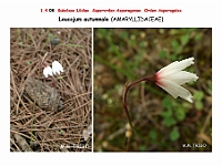 AtlasFlora 1 057Leucojum autumnale