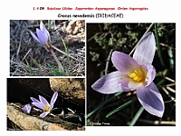 AtlasFlora 1 064 Crocus nevadensis