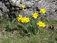 Inicio Flora 1 Monocotiledoneas Narcissus-bugei-varias-flores-Srra-Nieves copia
