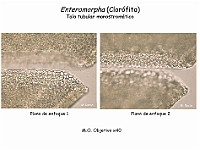 Atlas Algas Macro 04 Enteromorpha