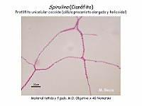 03 AtlasAlgasMicroscopicas Spirulina-3