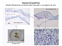 06 AtlasAlgasMicroscopicas Nostoc-1