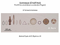 23 AtlasAlgasMicroscopicas Diatomeas-3