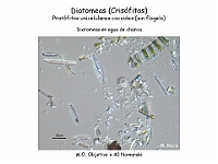 24 AtlasAlgasMicroscopicas Diatomeas-4