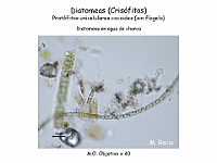 26-1 AtlasAlgasMicroscopicas Diatomeas-6