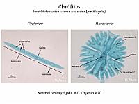 27 AtlasAlgasMicroscopicas Closterium Micrasterias