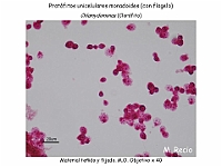 29 AtlasAlgasMicroscopicas Chlamydomonas-1