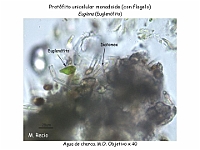 31 AtlasAlgasMicroscopicas Euglenna-1