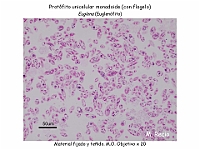 33 AtlasAlgasMicroscopicas Euglenna-3