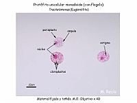 36 AtlasAlgasMicroscopicas Trachelomonas-1