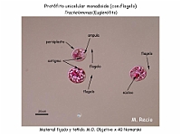 37 AtlasAlgasMicroscopicas Trachelomonas-2