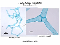 42 AtlasAlgasMicroscopicas Hydrodictyon-1