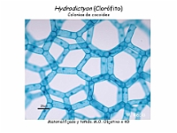 44 AtlasAlgasMicroscopicas Hydrodictyon-3