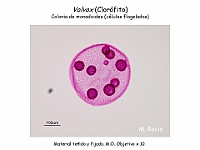 46 AtlasAlgasMicroscopicas Volvox-1