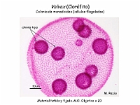 47 AtlasAlgasMicroscopicas Volvox-2