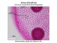 49 AtlasAlgasMicroscopicas Volvox-4