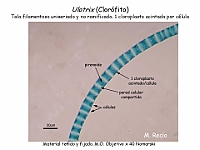 52 AtlasAlgasMicroscopicas Ulotrix