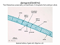 53 AtlasAlgasMicroscopicas Spirogyra-1