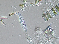 Algas_Microscopicas