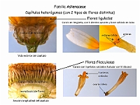 021 Asteraceae capitulo heterogamo